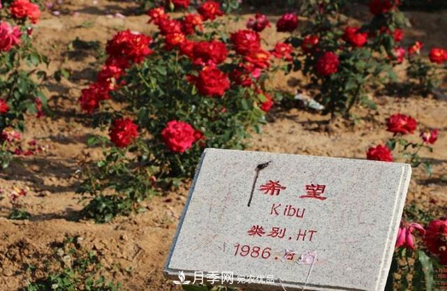 月季花有兩萬多個品種，它的類別原來是這樣劃分的(圖3)
