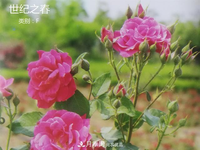 月季花有兩萬多個品種，它的類別原來是這樣劃分的(圖4)
