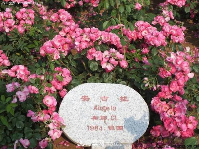 月季花有兩萬多個品種，它的類別原來是這樣劃分的(圖5)