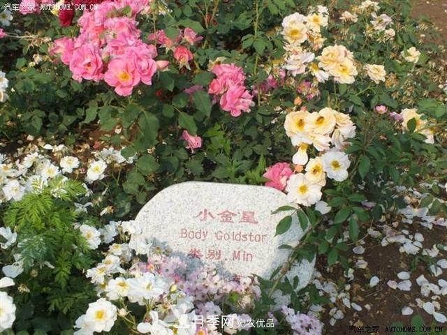 月季花有兩萬多個品種，它的類別原來是這樣劃分的(圖6)
