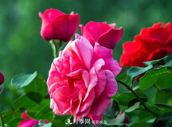 花友作業(yè)，一分鐘看懂月季(圖2)