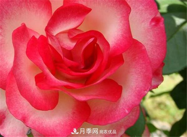 花友作業(yè)，一分鐘看懂月季(圖1)