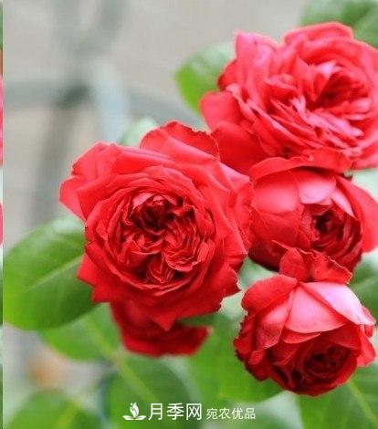 廣東種月季，首選這15個(gè)品種，一年花開(kāi)10個(gè)月！(圖3)