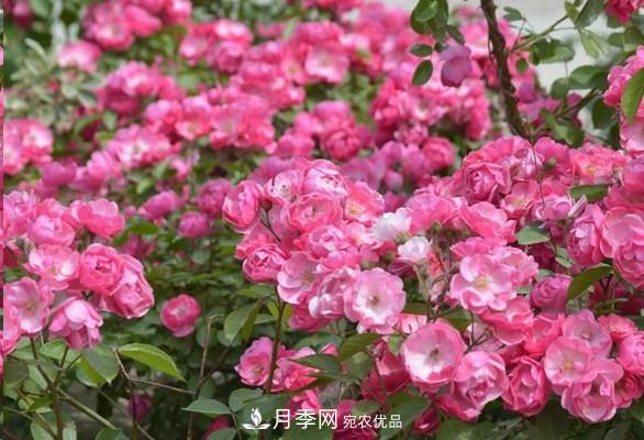 廣東種月季，首選這15個(gè)品種，一年花開(kāi)10個(gè)月！(圖4)