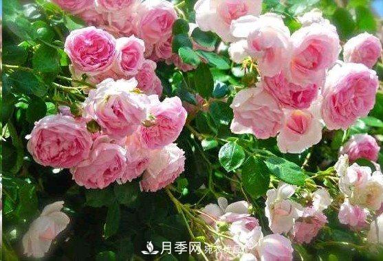 廣東種月季，首選這15個(gè)品種，一年花開(kāi)10個(gè)月！(圖6)