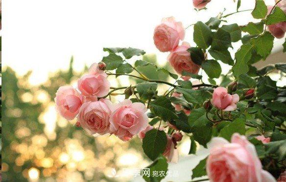 廣東種月季，首選這15個(gè)品種，一年花開(kāi)10個(gè)月！(圖8)