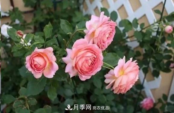 廣東種月季，首選這15個(gè)品種，一年花開(kāi)10個(gè)月！(圖9)