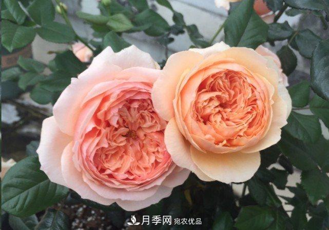 廣東種月季，首選這15個(gè)品種，一年花開(kāi)10個(gè)月！(圖12)