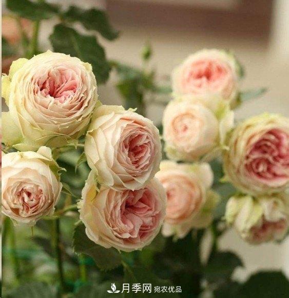 廣東種月季，首選這15個(gè)品種，一年花開(kāi)10個(gè)月！(圖14)