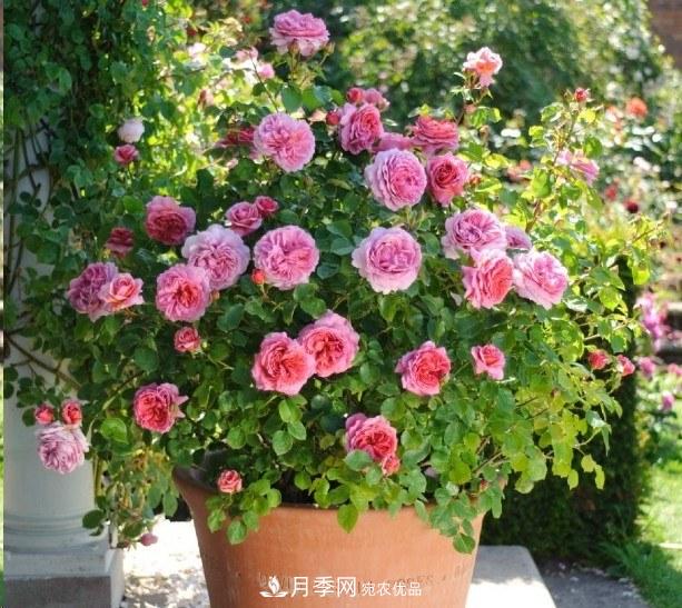 廣東種月季，首選這15個(gè)品種，一年花開(kāi)10個(gè)月！(圖16)