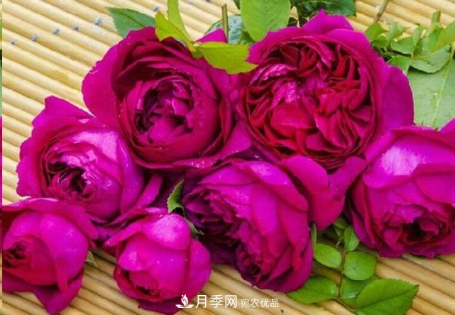 廣東種月季，首選這15個(gè)品種，一年花開(kāi)10個(gè)月！(圖15)