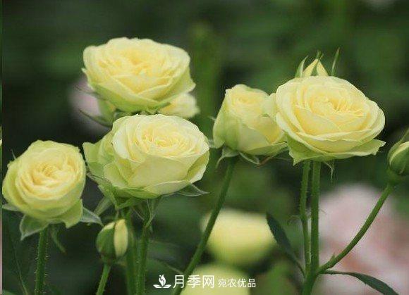 廣東種月季，首選這15個(gè)品種，一年花開(kāi)10個(gè)月！(圖17)