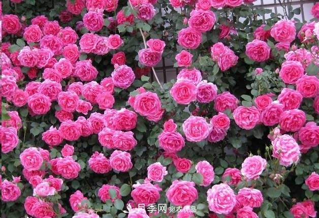 廣東種月季，首選這15個(gè)品種，一年花開(kāi)10個(gè)月！(圖2)