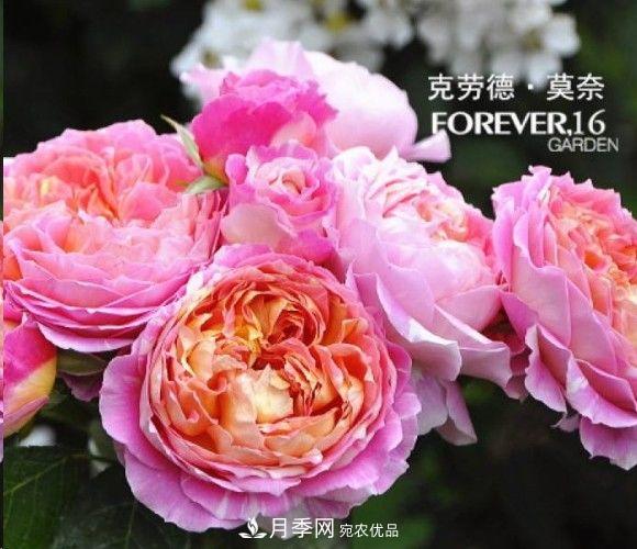 廣東種月季，首選這15個(gè)品種，一年花開(kāi)10個(gè)月！(圖11)