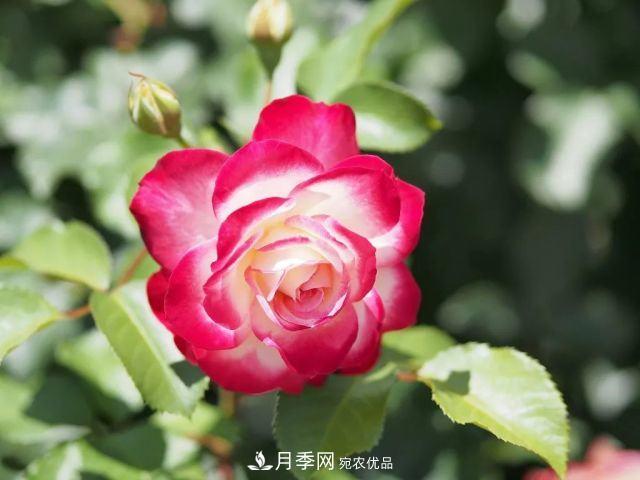 走進(jìn)世界***大月季園，近7000個品種，30000棵月季……(圖9)