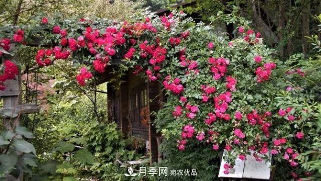 走進(jìn)世界***大月季園，近7000個品種，30000棵月季……(圖8)