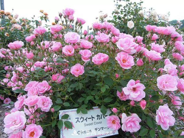 走進(jìn)世界***大月季園，近7000個品種，30000棵月季……(圖12)