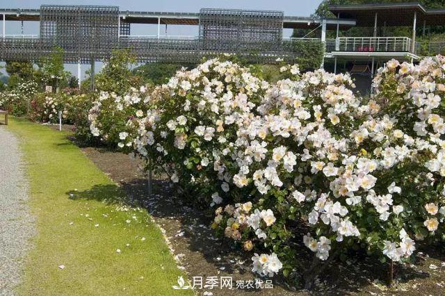 走進(jìn)世界***大月季園，近7000個品種，30000棵月季……(圖11)