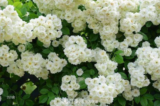 走進(jìn)世界***大月季園，近7000個品種，30000棵月季……(圖4)