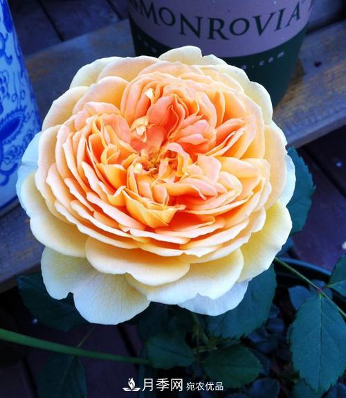 審美觀不同，哪些月季花品種是花友公認(rèn)必備的？(圖5)
