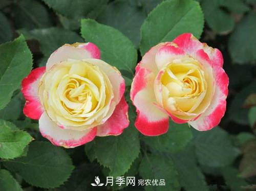 審美觀不同，哪些月季花品種是花友公認(rèn)必備的？(圖1)