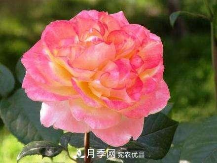 審美觀不同，哪些月季花品種是花友公認(rèn)必備的？(圖2)