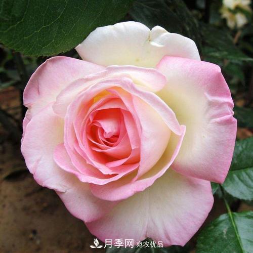月季的養(yǎng)護(hù)的關(guān)鍵季節(jié)，夏季養(yǎng)護(hù)得當(dāng)開花不斷！(圖1)
