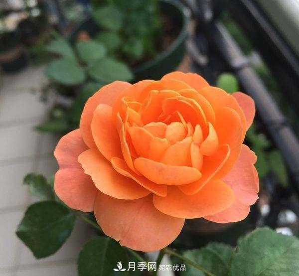 月季的養(yǎng)護(hù)的關(guān)鍵季節(jié)，夏季養(yǎng)護(hù)得當(dāng)開花不斷！(圖2)