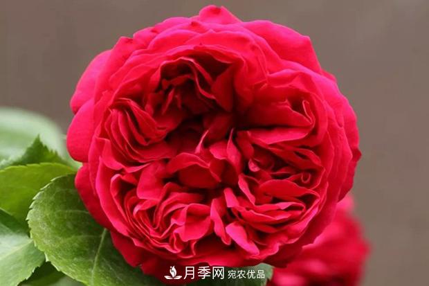 紅色沙龍寶石月季日常如何養(yǎng)護(hù)管理？(圖1)