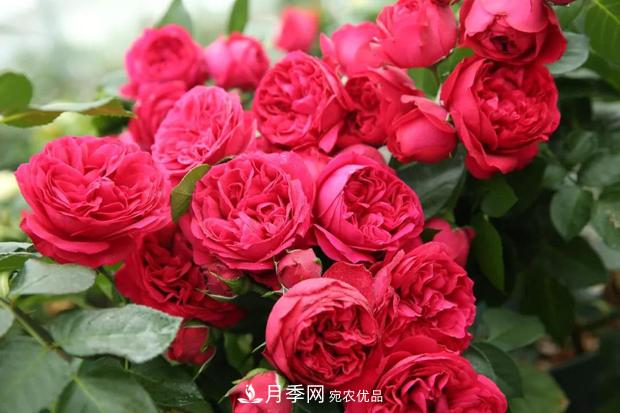 此款月季，夏天不怕曬，人人見(jiàn)了都夸美，猜猜是什么(圖2)
