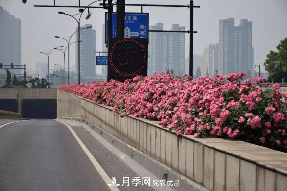 率先高架月季應(yīng)用，專訪杭州高架月季“幕后功臣”(圖1)