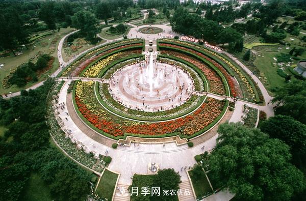 中國十大月季園盤點！賞月季不能錯過(圖1)