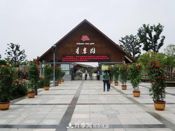 中國十大月季園盤點！賞月季不能錯過(圖3)