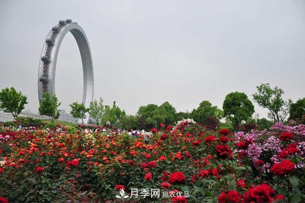中國十大月季園盤點！賞月季不能錯過(圖9)