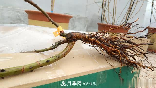 怎樣能讓自己的月季扦插苗養(yǎng)活且壯？(圖2)