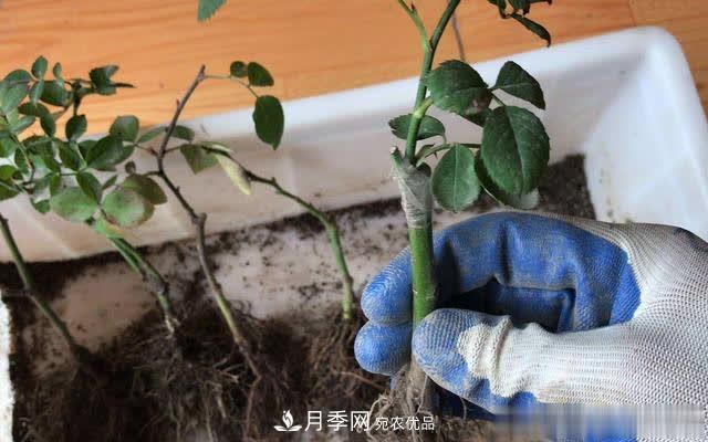 怎樣能讓自己的月季扦插苗養(yǎng)活且壯？(圖3)