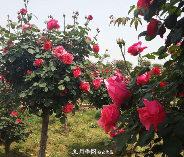 南陽樹狀月季，大花月季，基地直銷，貨源充足，推薦南陽月季(圖3)