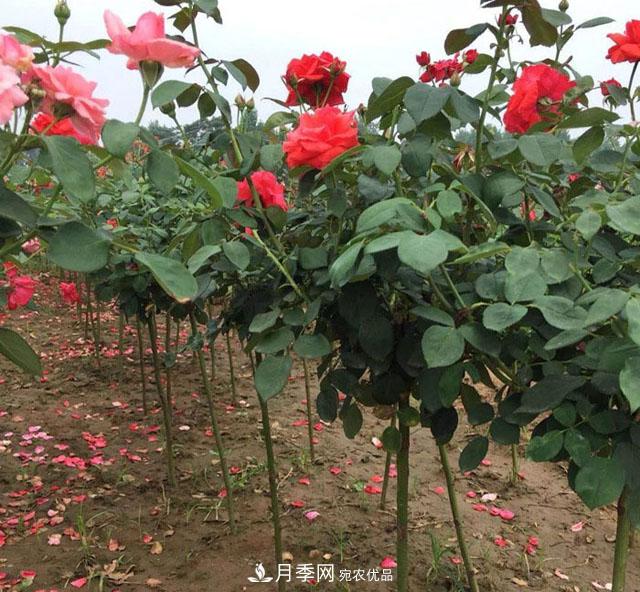 南陽樹狀月季，大花月季，基地直銷，貨源充足，推薦南陽月季(圖4)