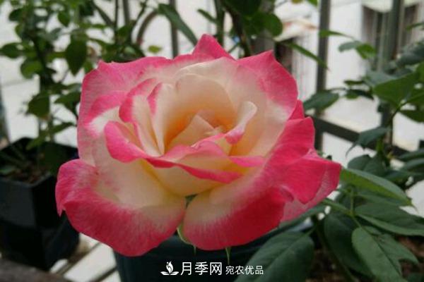 月季網(wǎng)帶你認(rèn)識大花月季與豐花月季， 你喜歡哪一種？(圖1)