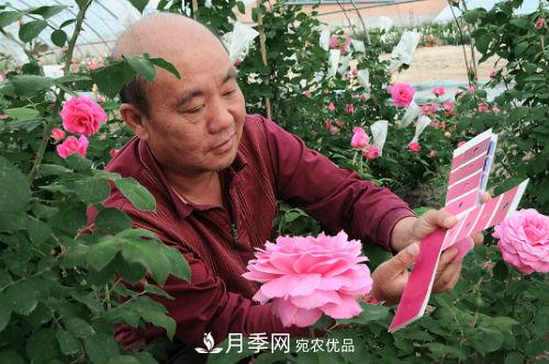 北京月季專家俞紅強(qiáng)： 不僅育月季新品，還要育月季產(chǎn)業(yè)(圖1)