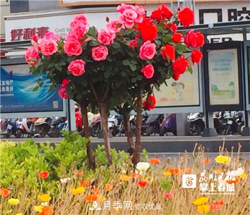 樹狀月季很養(yǎng)眼，云南昆明上萬株高稈月季熱情綻放(圖2)