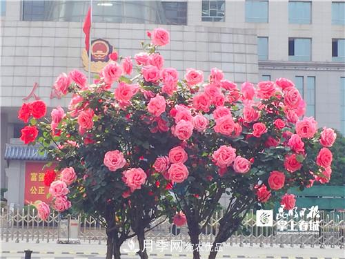 樹狀月季很養(yǎng)眼，云南昆明上萬株高稈月季熱情綻放(圖3)