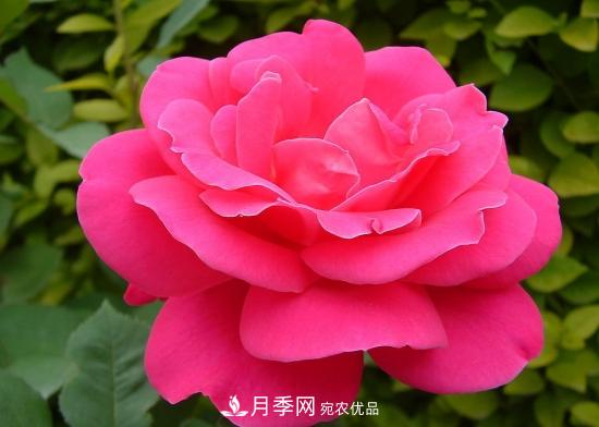 月季開花天數(shù)為何長短不一？月季花期分析(圖1)