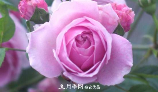 歐月月季有哪些必買的品種？(圖1)