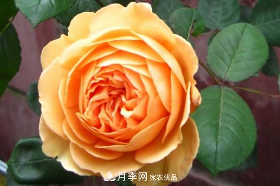 歐月月季有哪些必買的品種？(圖2)