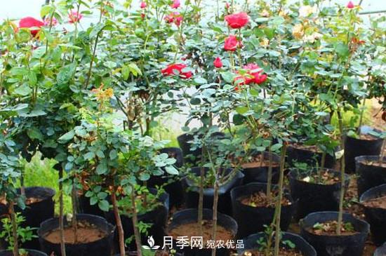 綠化種植后，月季樹(shù)還會(huì)長(zhǎng)粗嗎？(圖2)