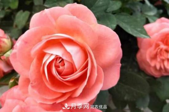 月季長綠色蚜蟲怎么辦？(圖2)