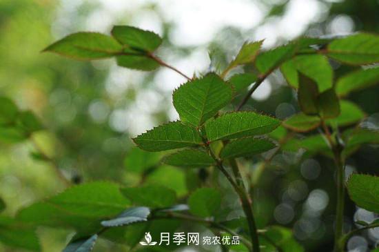 月季長綠色蚜蟲怎么辦？(圖1)