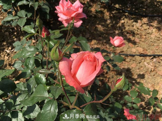 月季移栽需要馬上澆水嗎？(圖1)