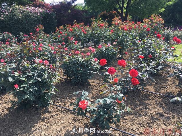 月季移栽需要馬上澆水嗎？(圖2)